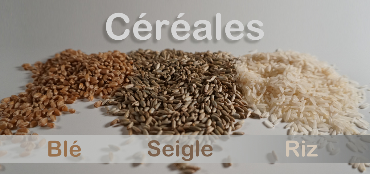 Blé, seigle et riz