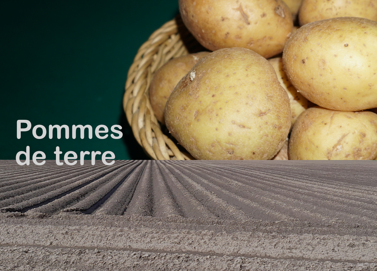 Pommes de terre et champ